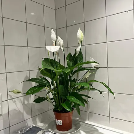 Simplicity Homestay szállás Stavanger